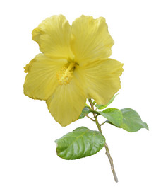黄色花朵植物摄影图