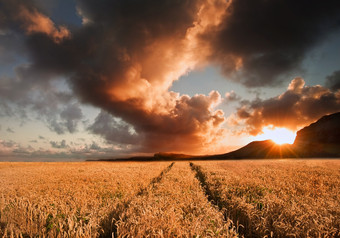 夕阳余晖下的麦田摄影图