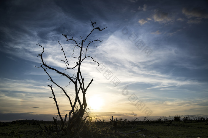 黄昏枯树树木摄影图