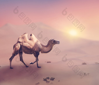 暖色调骆驼摄影图