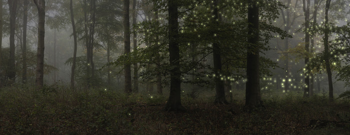 夜间的森林树林摄影图
