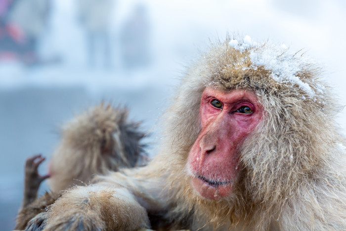 冬天的猴子摄影图