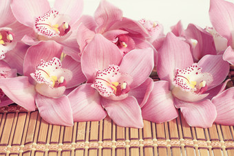 盛开的美丽桃花摄影图