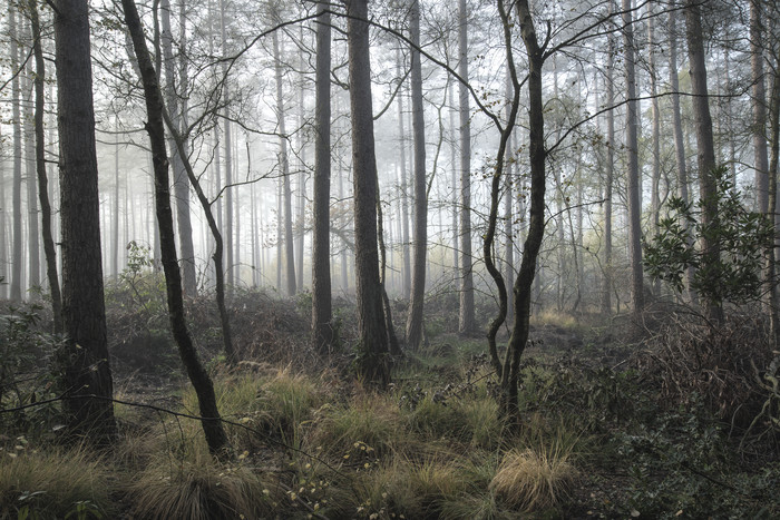 冬日凋落的松树林摄影图