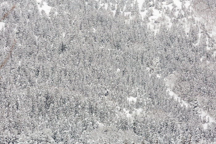 冬天下雪的森林元素
