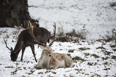 简约风格雪地中趴着的鹿摄影图
