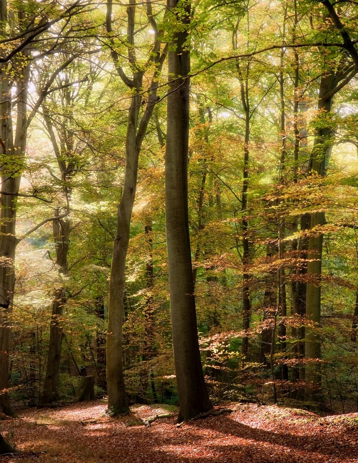 深色调寂静的树林摄影图