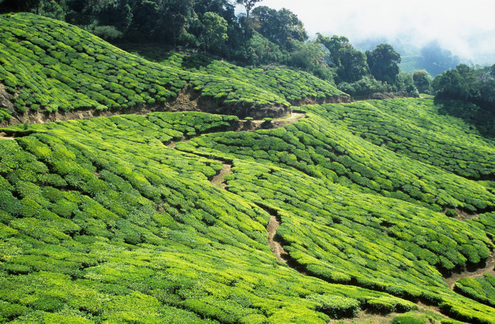 绿色种植园山坡风景