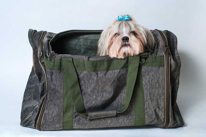 手提包里的可爱小狗