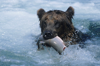 抓鱼吃的黑熊摄影图