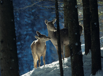 <strong>深色调</strong>树林中的两头小鹿摄影图
