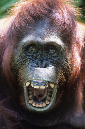 暗色调张嘴的猩猩摄影图