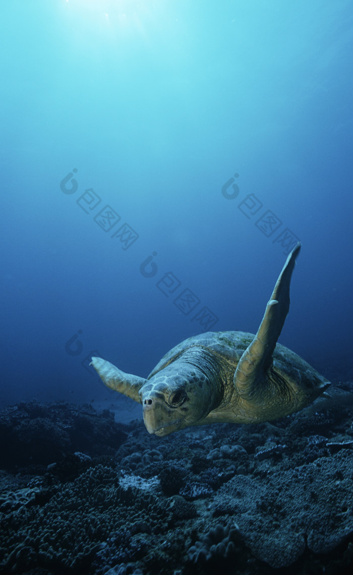 蓝色调海底的海龟摄影图
