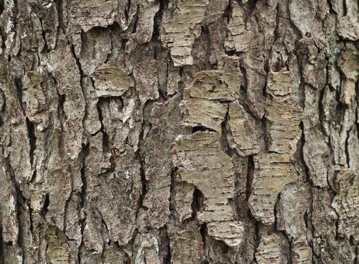 深色调树皮摄影图