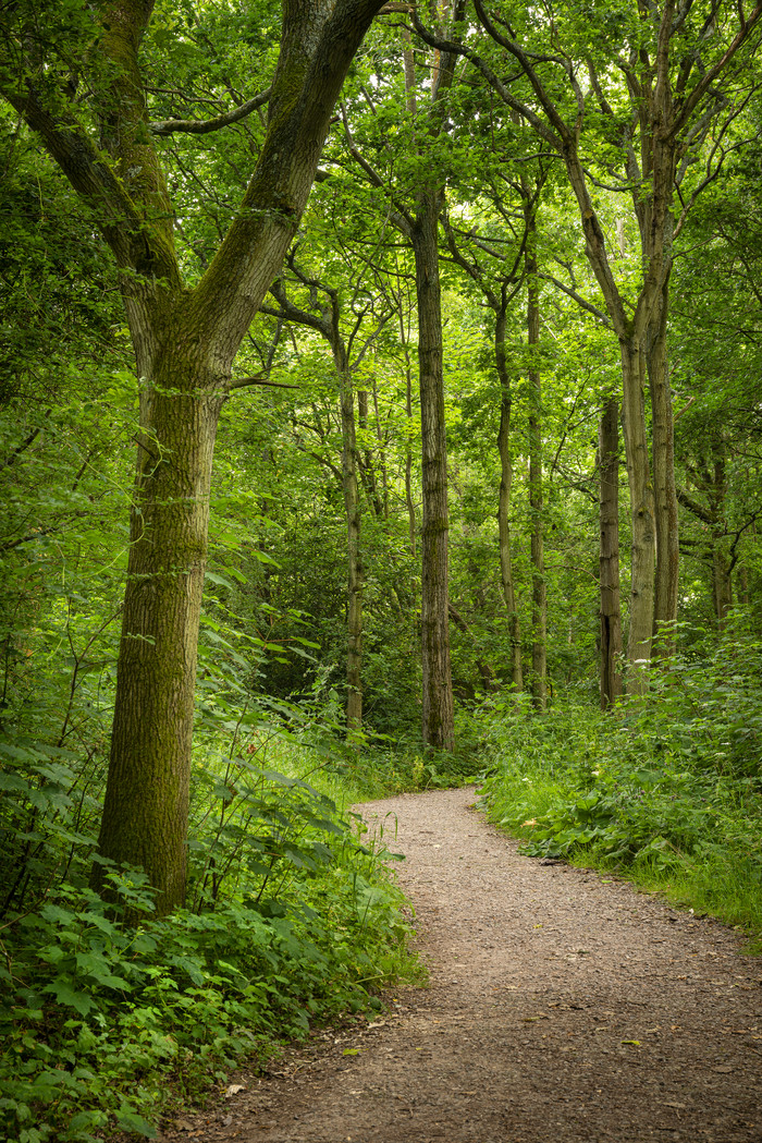的春季树林森林素材免费下载,本次作品主题是摄影图,使用场景是其它