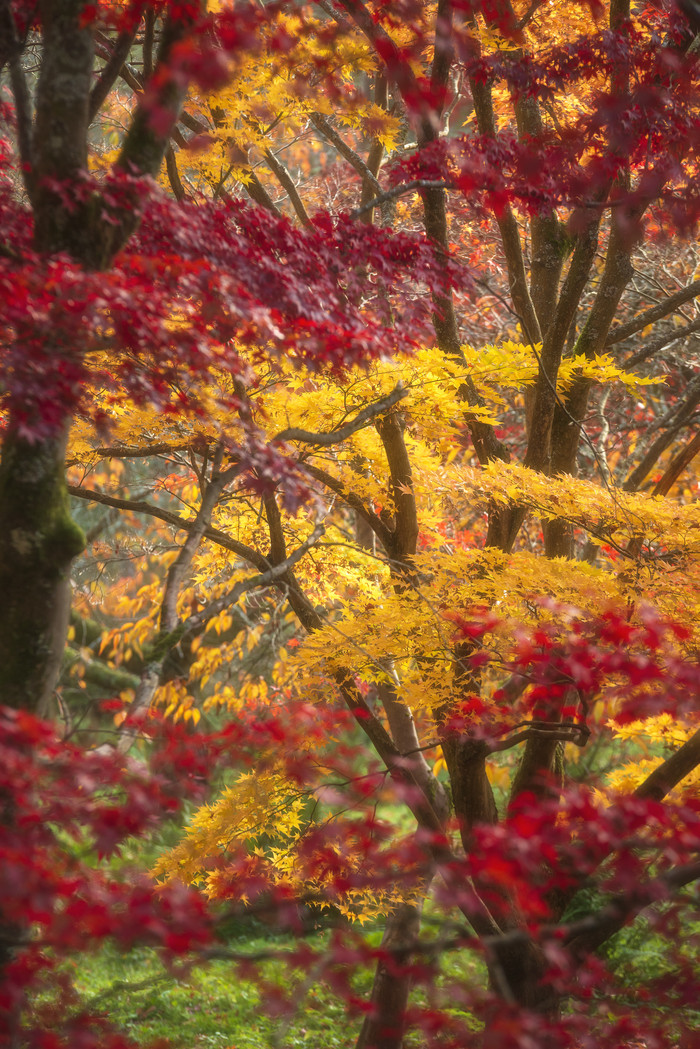 漂亮的秋季树叶风景图