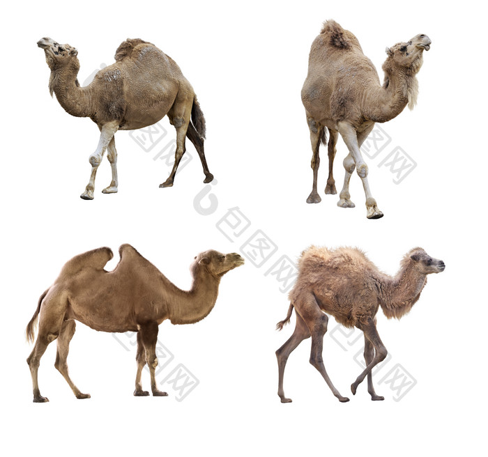 简约几只骆驼摄影图