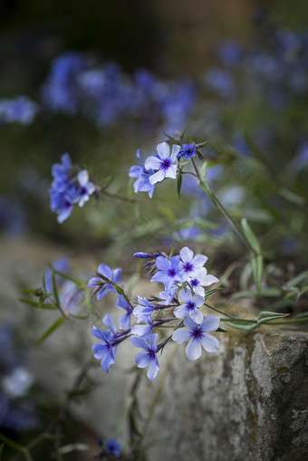 野生蓝色野花摄影图