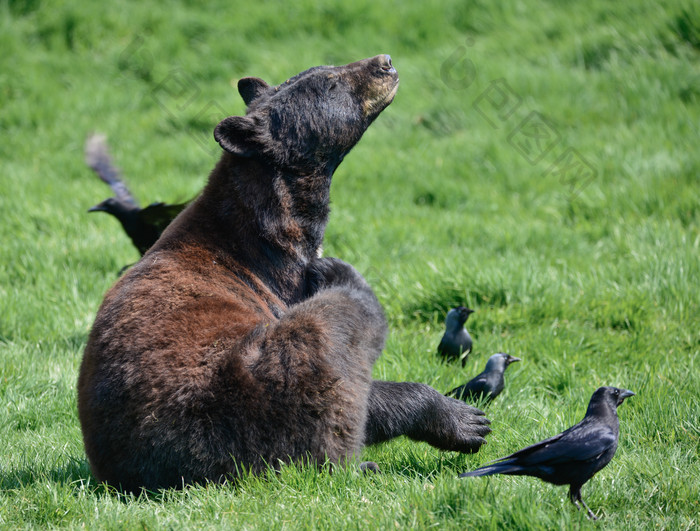 蹲在草地上的黑熊和小鸟