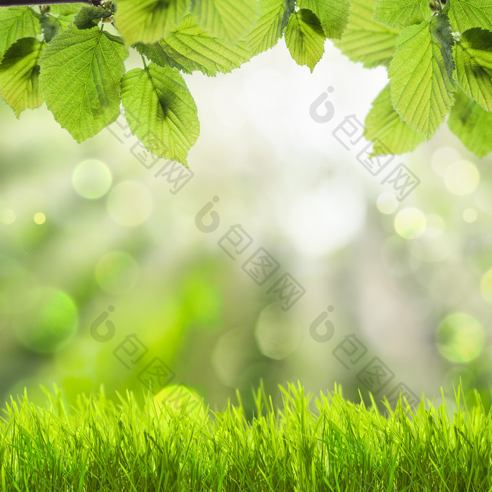 绿色调阳光下的草地摄影图