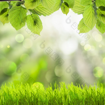 绿色调阳光下的草地摄影图