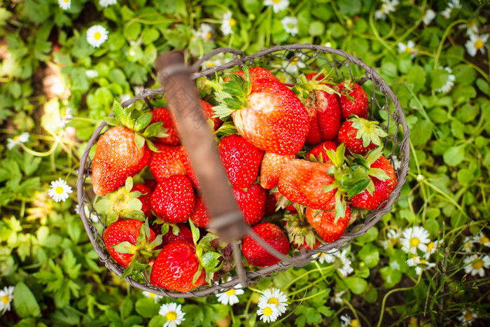 清新新鲜的草莓摄影图