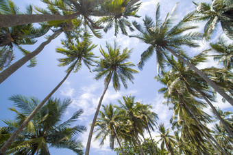 蓝天下的椰子树摄影图