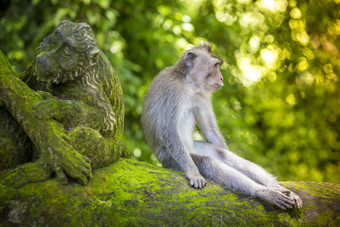 坐雕像边上的猴子
