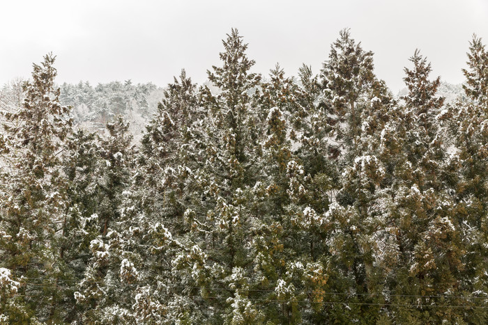 冬季下雪的森林摄影图