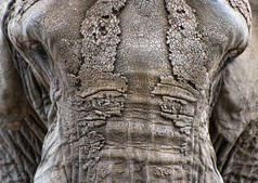 深色调大象的头部摄影图