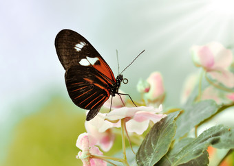 小清新花上的蝴蝶摄影图