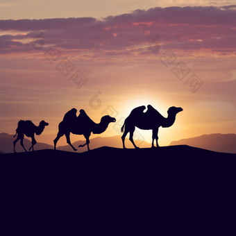 暗色调骆驼摄影图