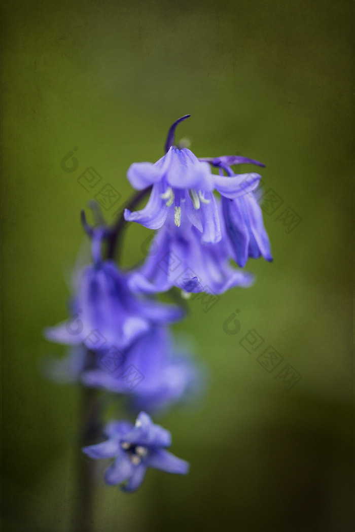 绿色背景中的蓝铃花花卉