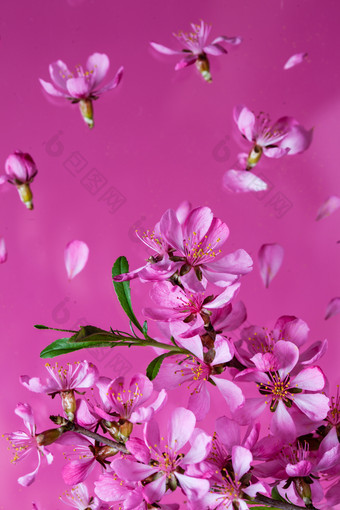 粉色的花朵和枝叶摄影图