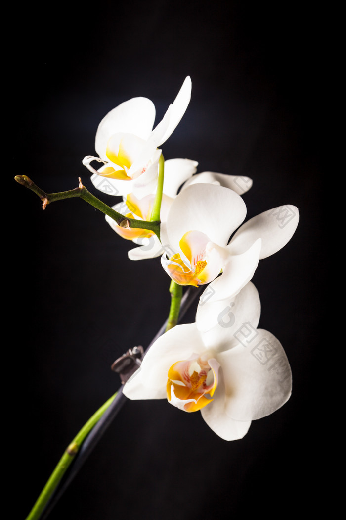白色花朵花瓣摄影图