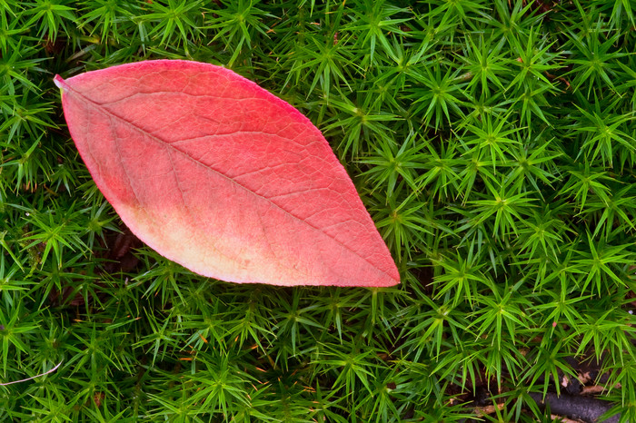 绿色调草地上的叶子摄影图