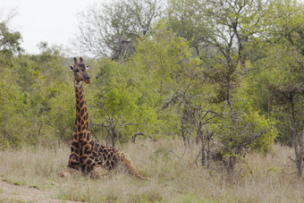 暗色调草地上的长颈鹿摄影图