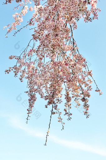 清新风格盛开花朵<strong>摄影图</strong>