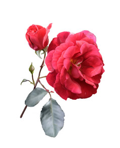 娇艳红玫瑰花枝摄影图
