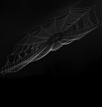 黑暗中的蜘蛛网摄影图