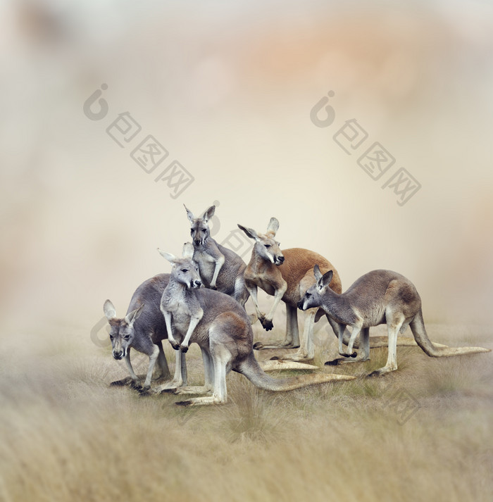 草原上的动物袋鼠摄影图