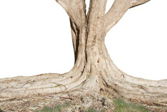 分叉的大树树木摄影图