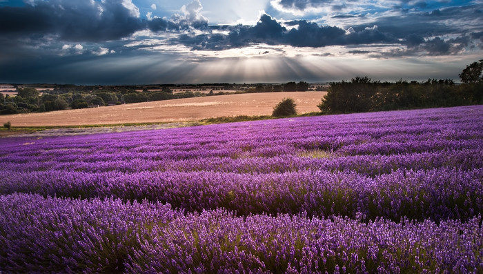 落日余晖下的紫色薰衣草
