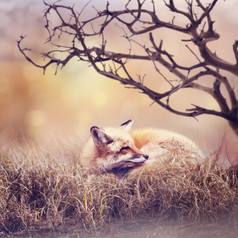 暖色调狐狸摄影图
