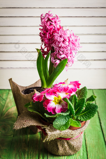 粉色水仙花盆栽摄影图