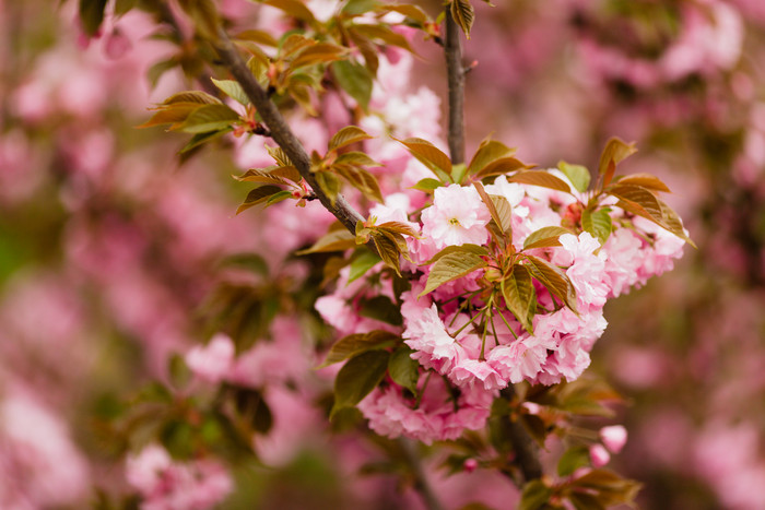 盛开的美丽的樱花树