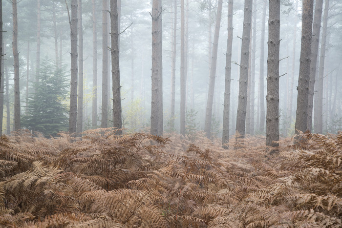 冬季松树林的摄影图