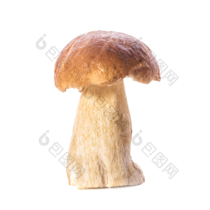 一颗新鲜的蘑菇摄影图