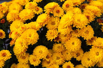 清新风黄色的菊花摄影图