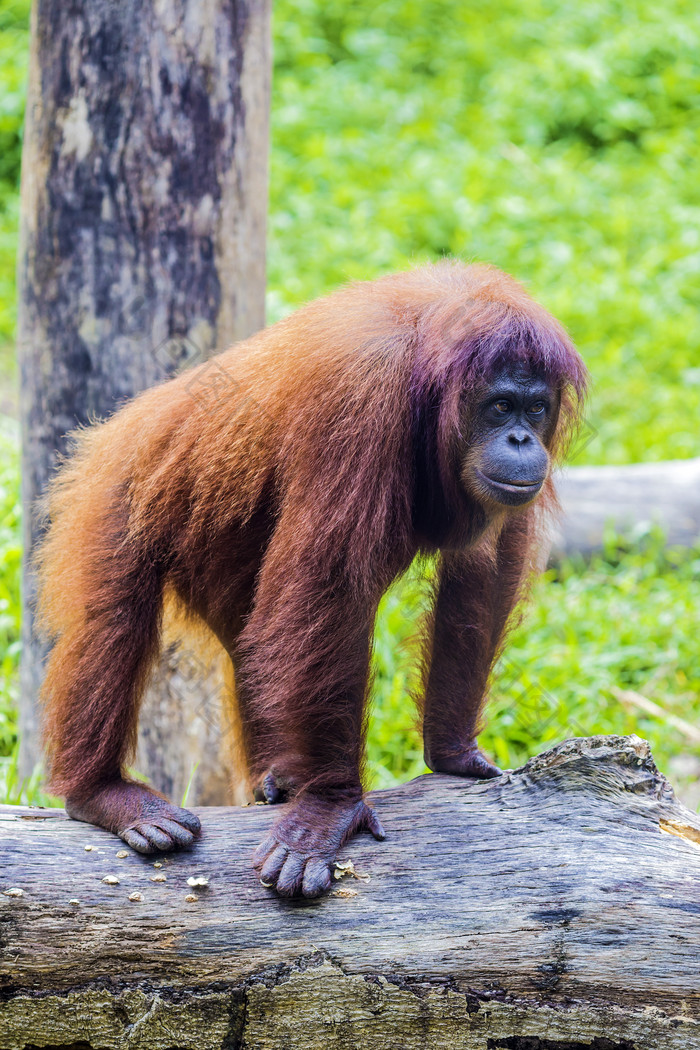 四肢站立的红毛猩猩